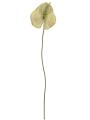 Fiore di Anthurium Champagne