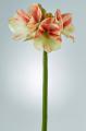 Amaryllis Artificiale Superior