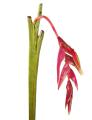 Fiore Tropicala Heliconia Pendula - Scegli il colore