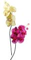 Orchidea Tropicale - Phalaenopsis Fucsia