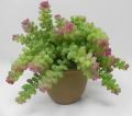 Piantina Grassa Sedum con Vaso