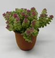 Piantina Grassa Sedum con Vaso