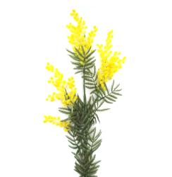 Mimosa Artificiale