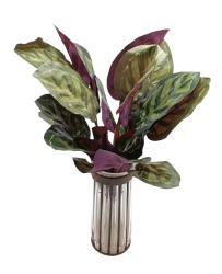 Calathea - Scegli la Misura