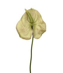 Fiore di Anthurium Champagne