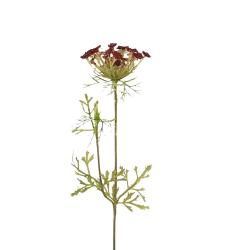 Achillea Bordeaux