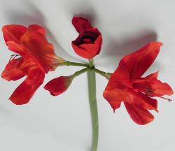 Amaryllis Artificiale - Scegli il Colore