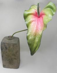 Fiore di Anthurium Sfumato