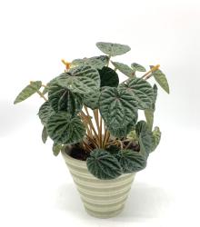 Piantina di Peperomia