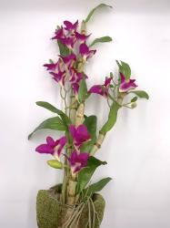 Pianta di Orchidea Dendrobium