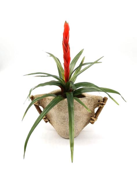 Piantina di Guzmania Rossa