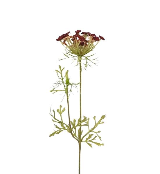 Achillea Bordeaux