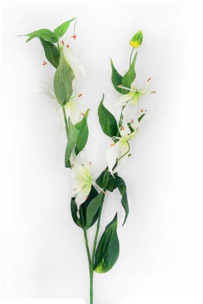 Orchidea Tropicale Oncidium Bianco