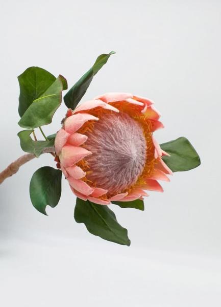 Fiore di Protea